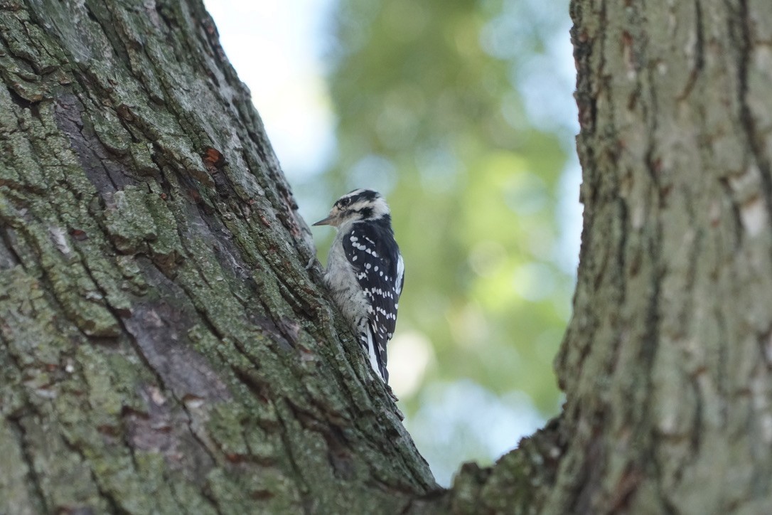 Downy Woodpecker - ML642192570