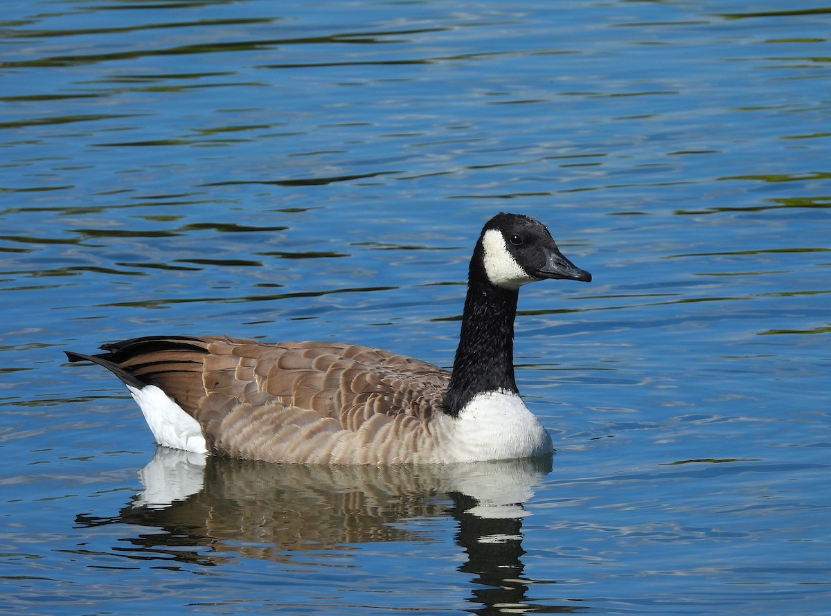 Canada Goose (moffitti/maxima) - ML642192573