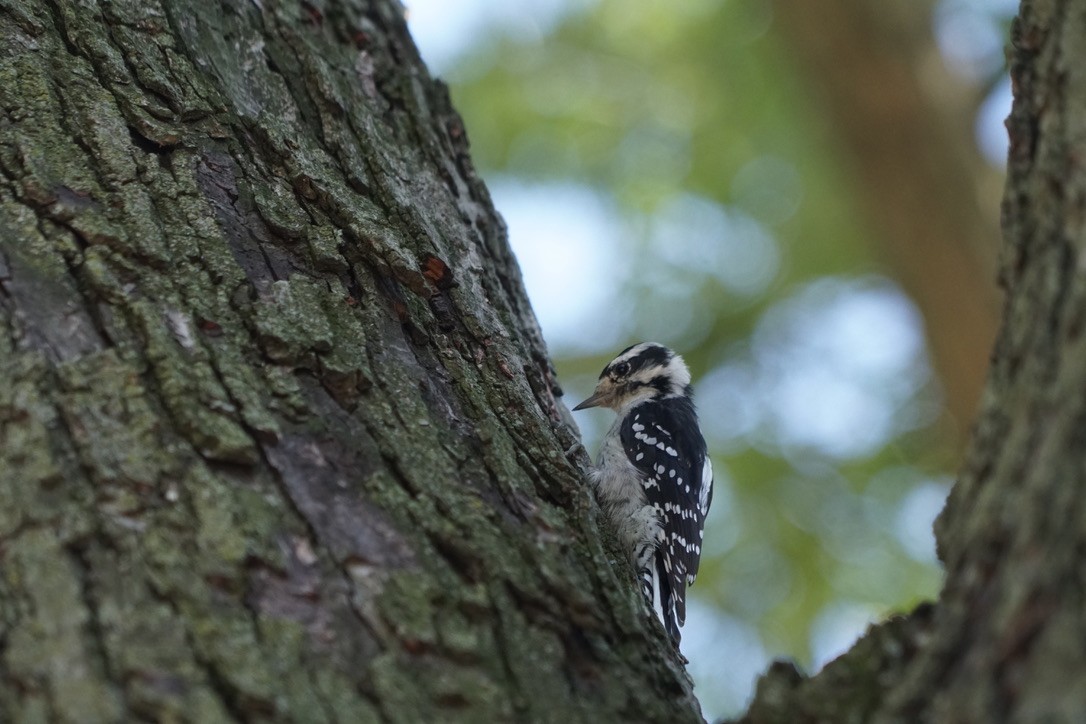 Downy Woodpecker - ML642192575