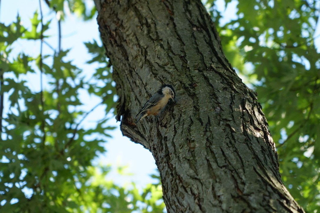 White-breasted Nuthatch - ML642192592