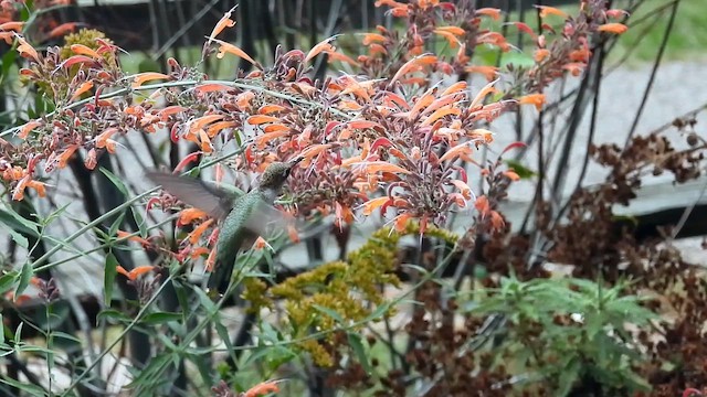 Black-chinned Hummingbird - ML642192601