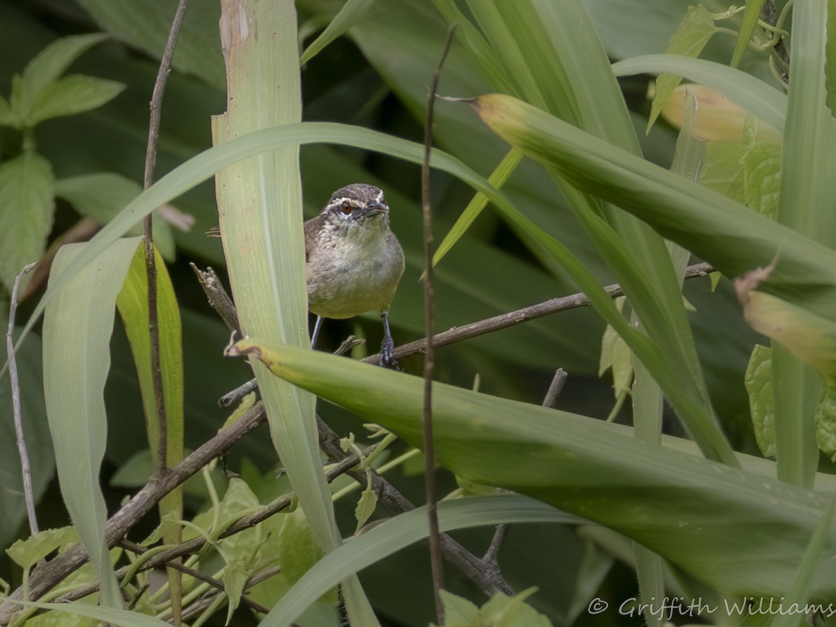 Cabanis's Wren - ML642192603