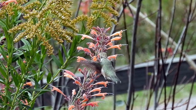 Black-chinned Hummingbird - ML642192610