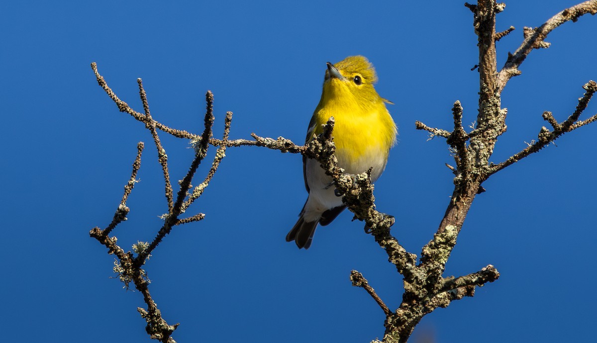 Yellow-throated Vireo - ML642192616