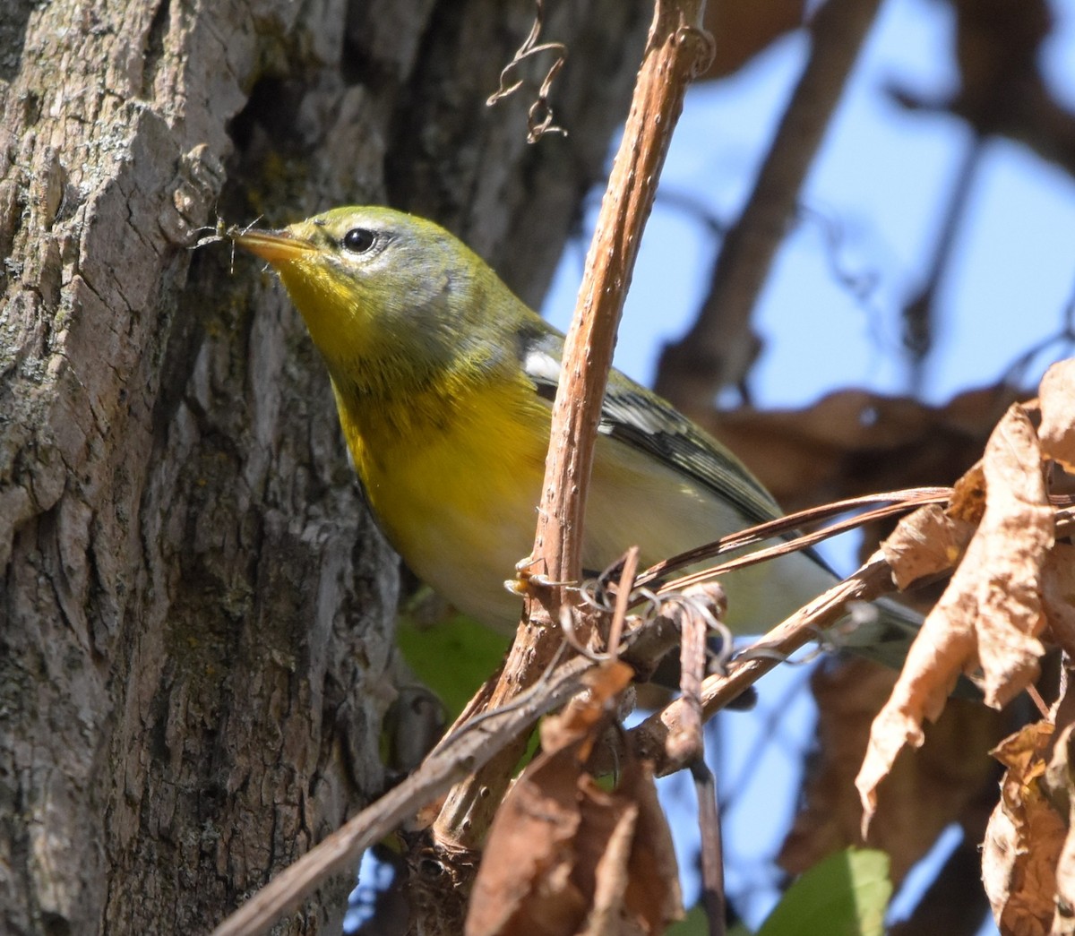 Kuzeyli Parula - ML642192631