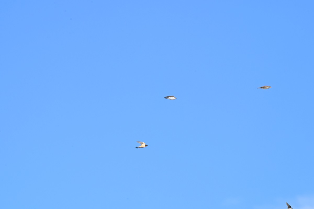 Barn Swallow - ML642192652