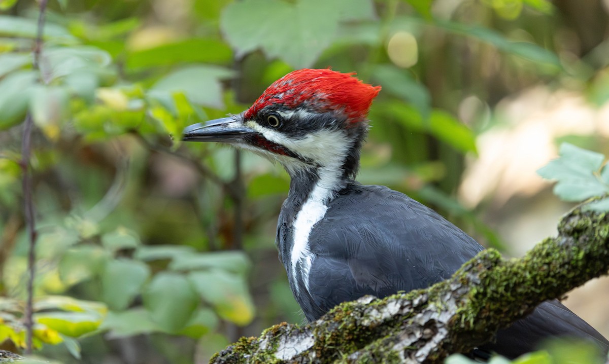 datel chocholatý - ML642192654