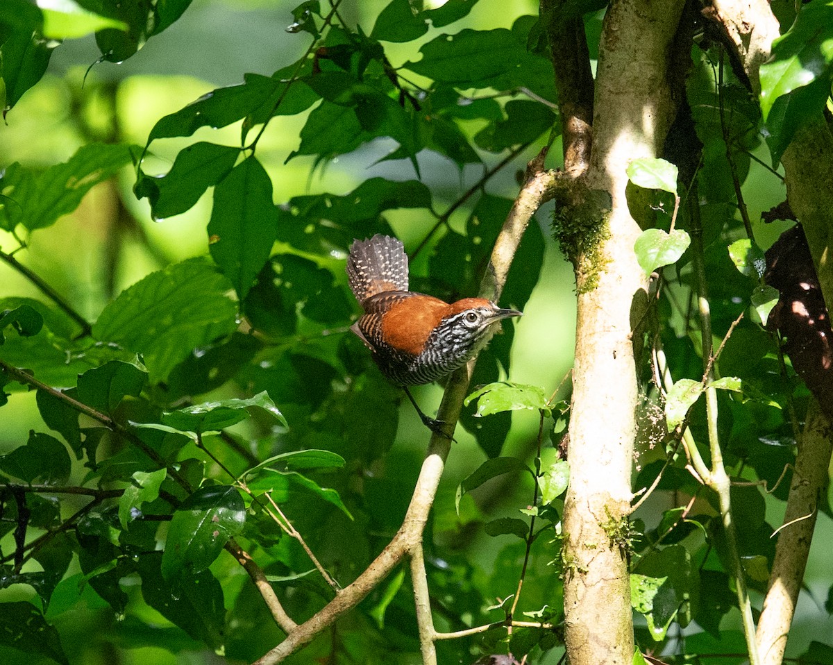 Riverside Wren - ML642192671