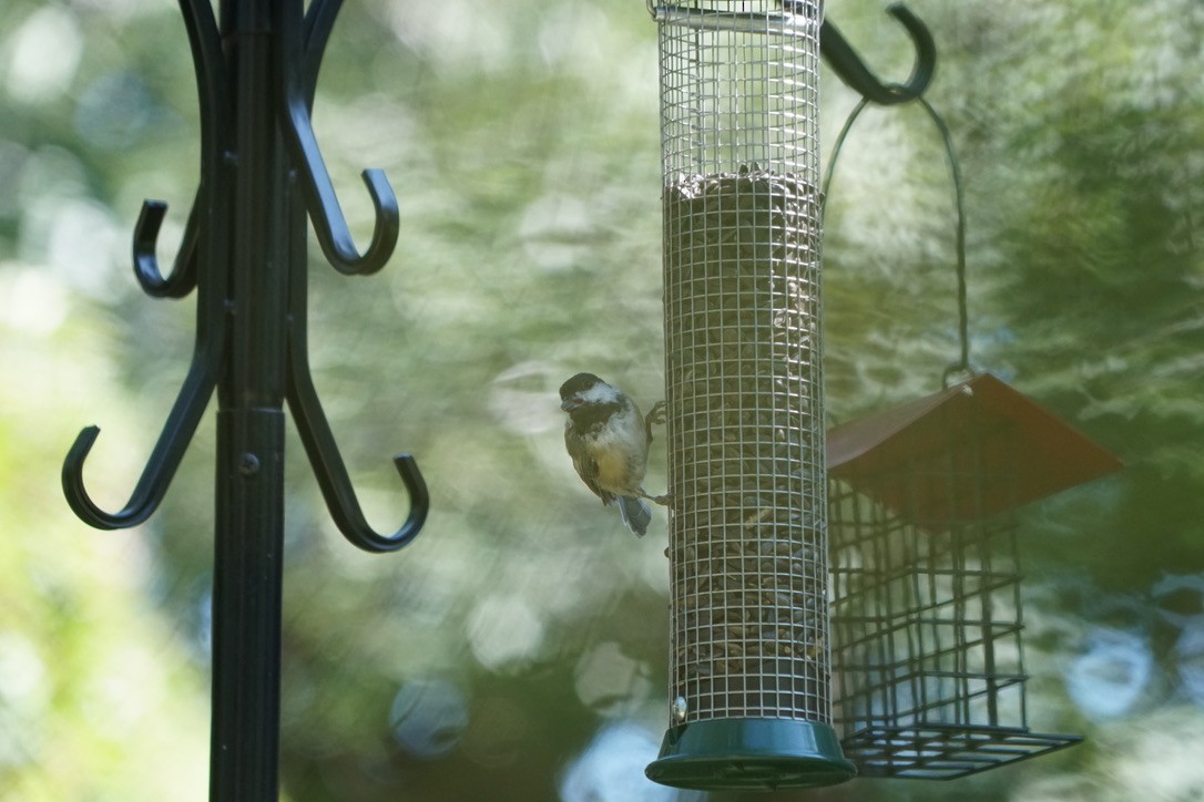 Black-capped Chickadee - ML642192674
