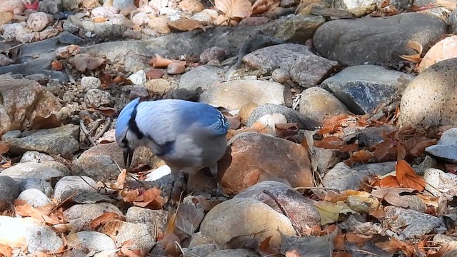 Blue Jay - ML642192679