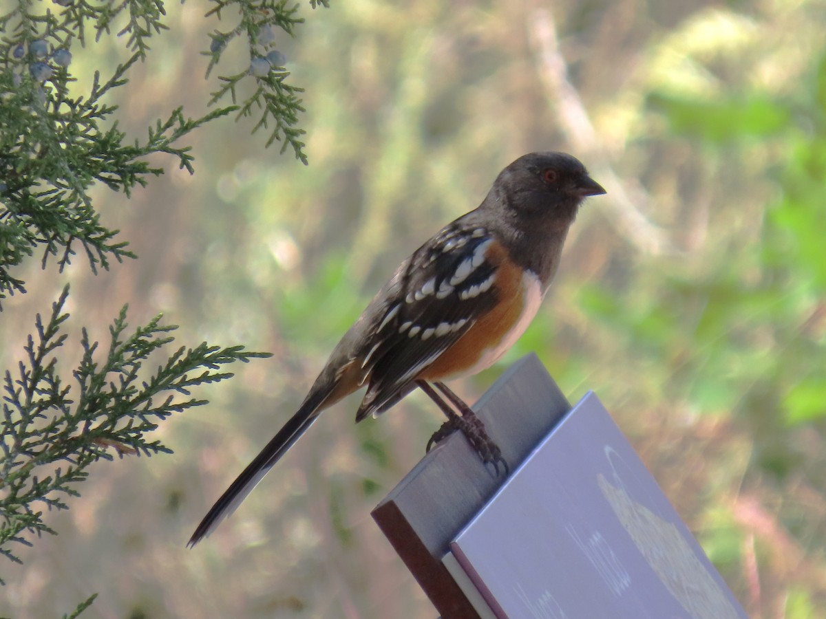 Spotted Towhee - ML642192684
