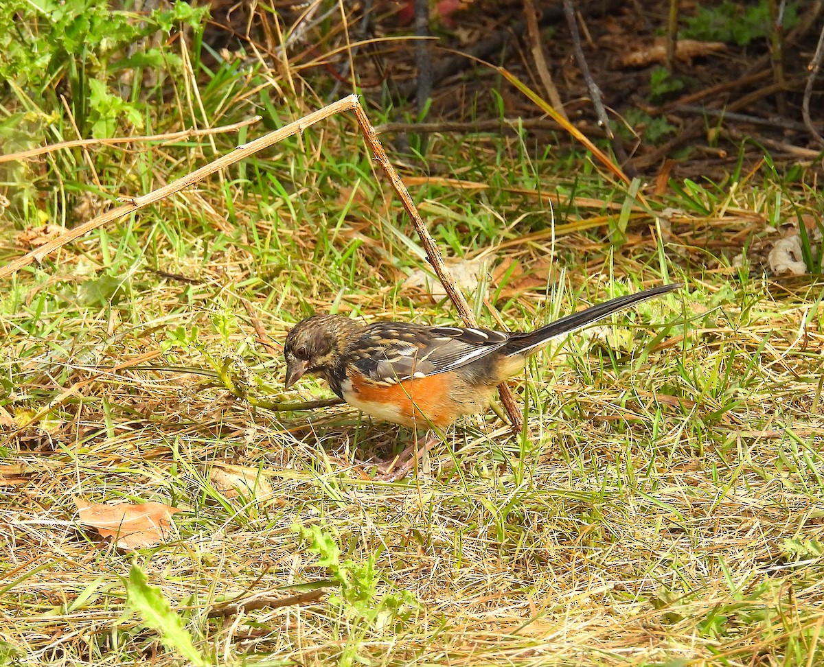 Spotted Towhee - ML642192685