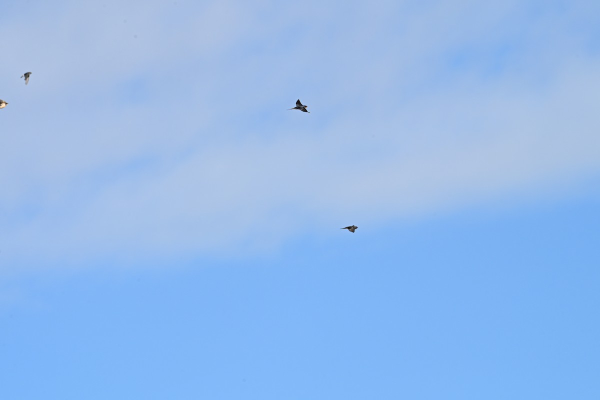 Barn Swallow - ML642192690