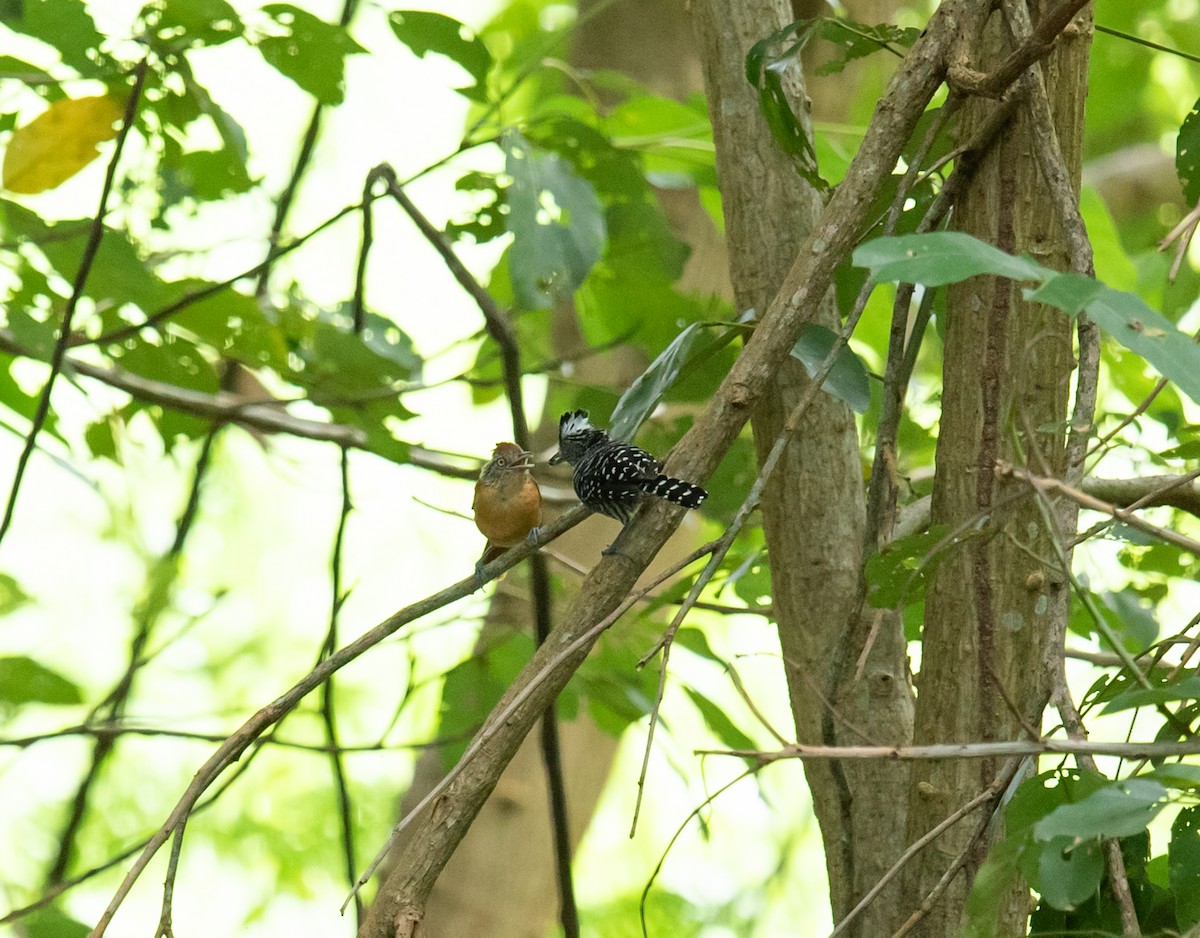 Barred Antshrike - ML642192704