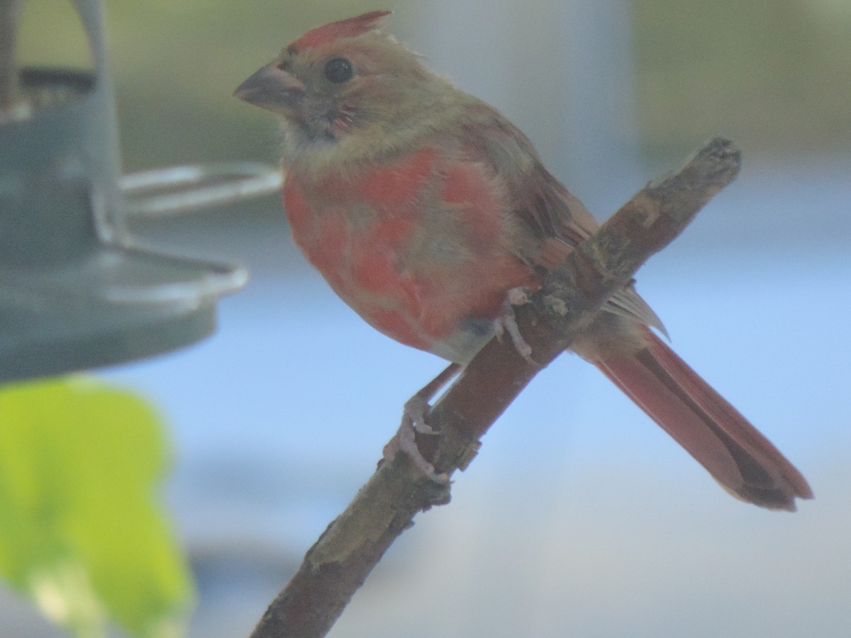 Northern Cardinal - ML642192715