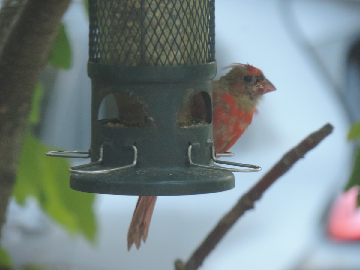 Northern Cardinal - ML642192716