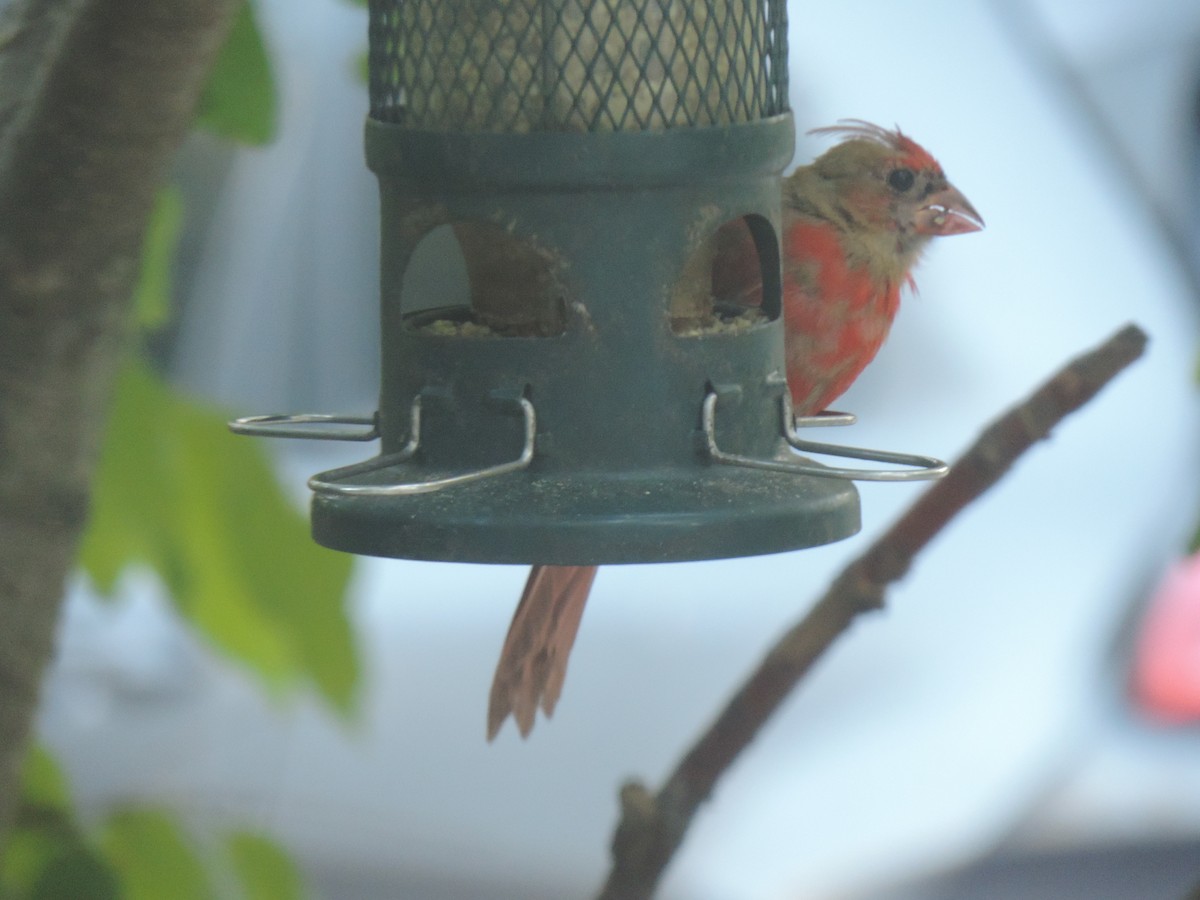 Northern Cardinal - ML642192717