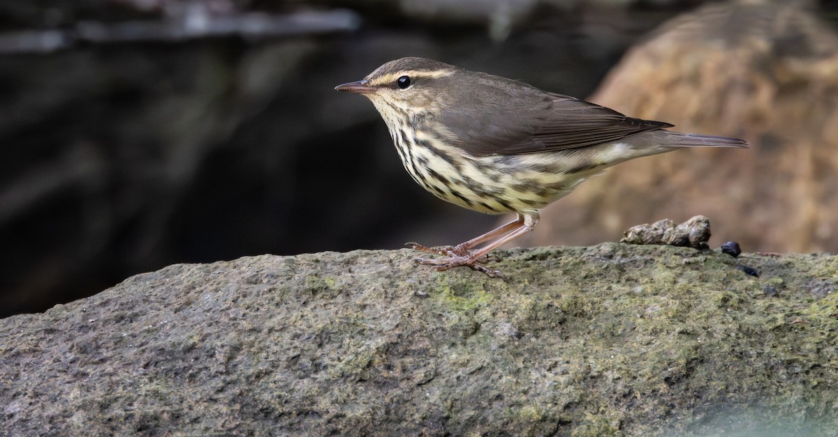 Northern Waterthrush - ML642192733