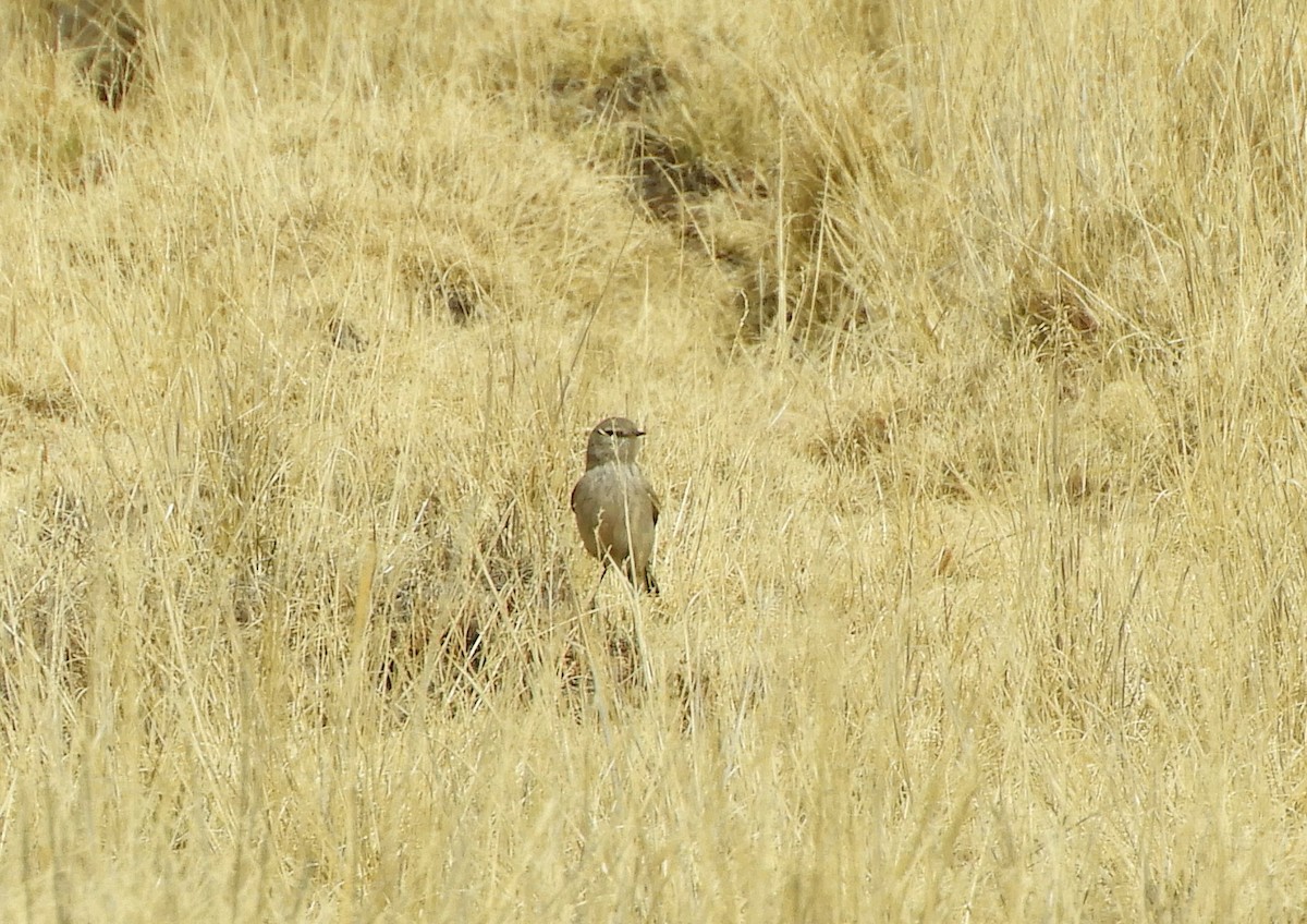 Spot-billed Ground-Tyrant - ML642192761