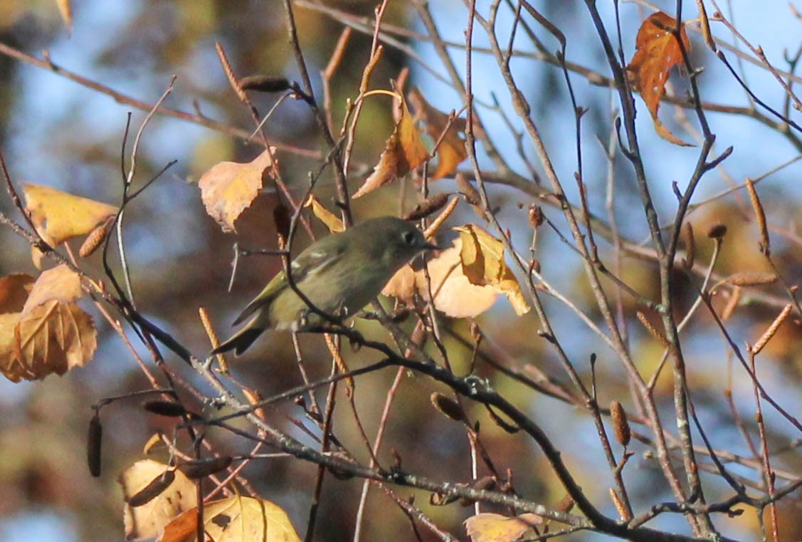 Ruby-crowned Kinglet - ML642192767