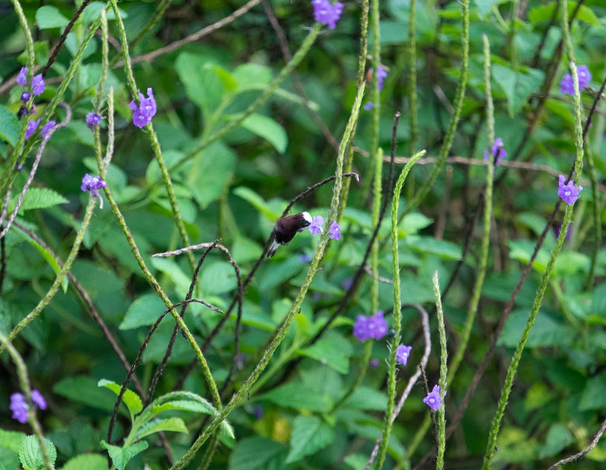 Snowcap - ML642192775