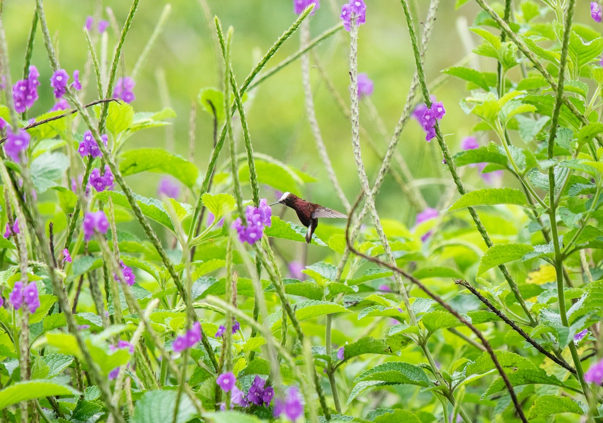 Snowcap - ML642192777