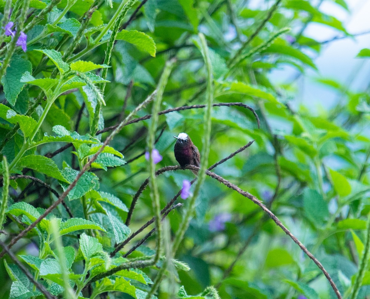 Snowcap - ML642192778