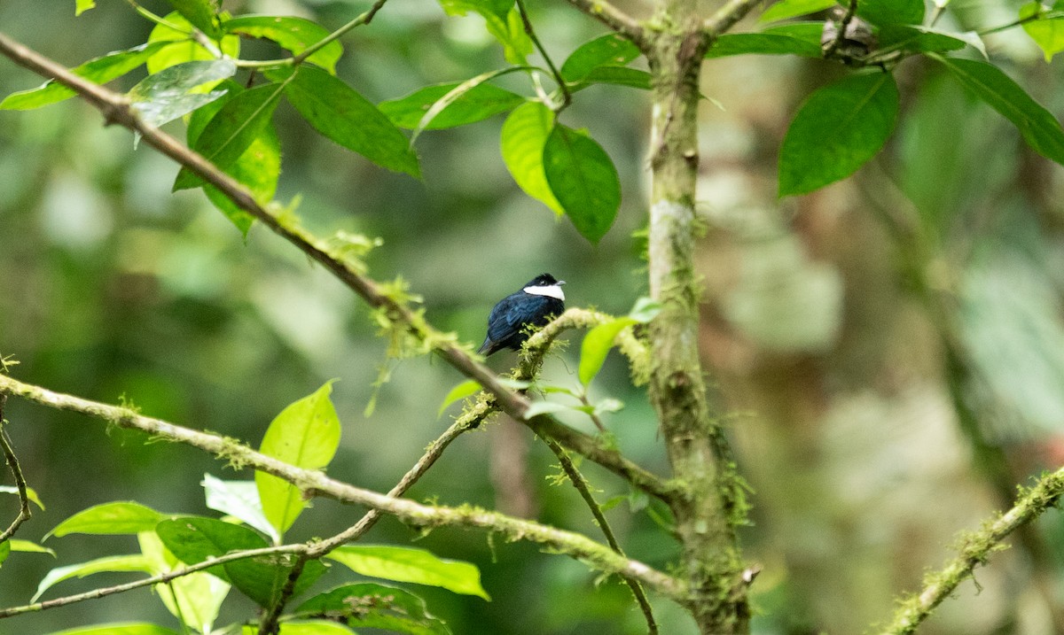 White-ruffed Manakin - ML642192793