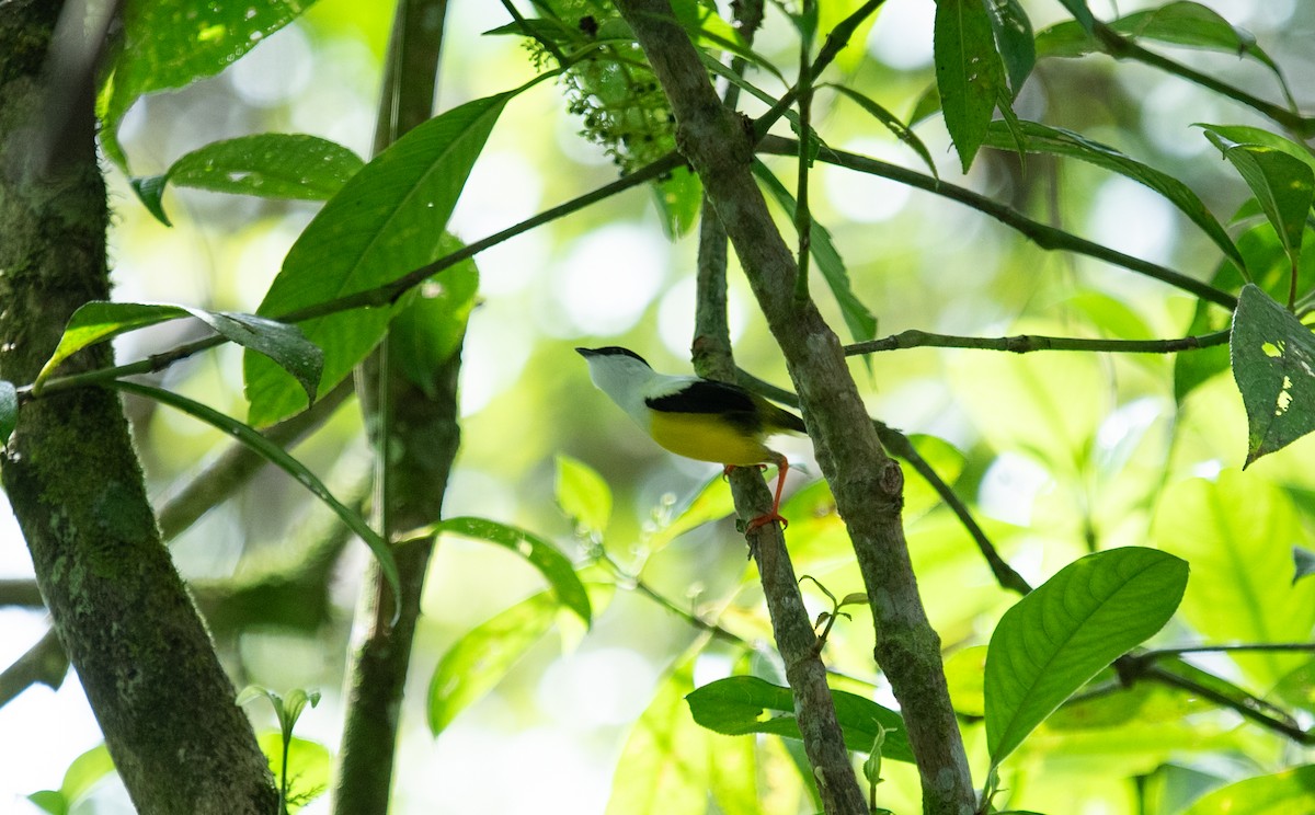 White-collared Manakin - ML642192804