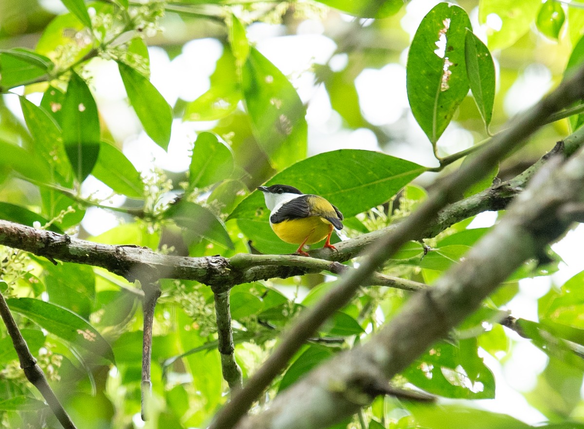 White-collared Manakin - ML642192805