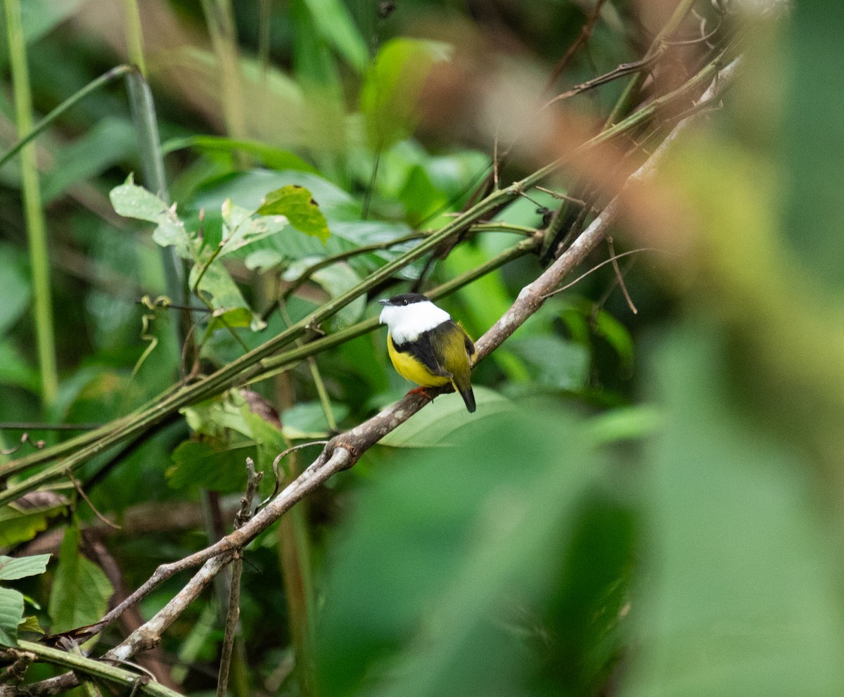White-collared Manakin - ML642192806