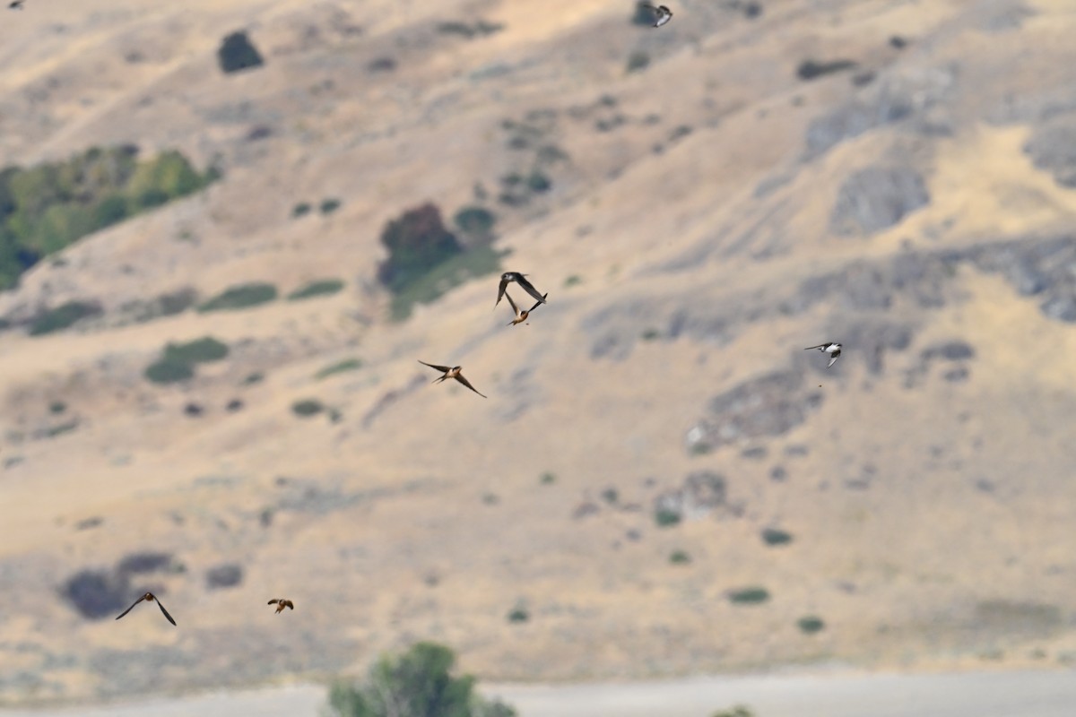Barn Swallow - ML642192809