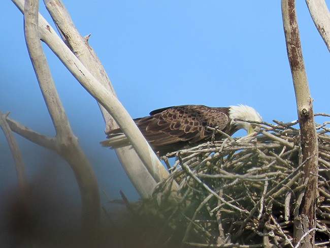 Bald Eagle - ML642192814