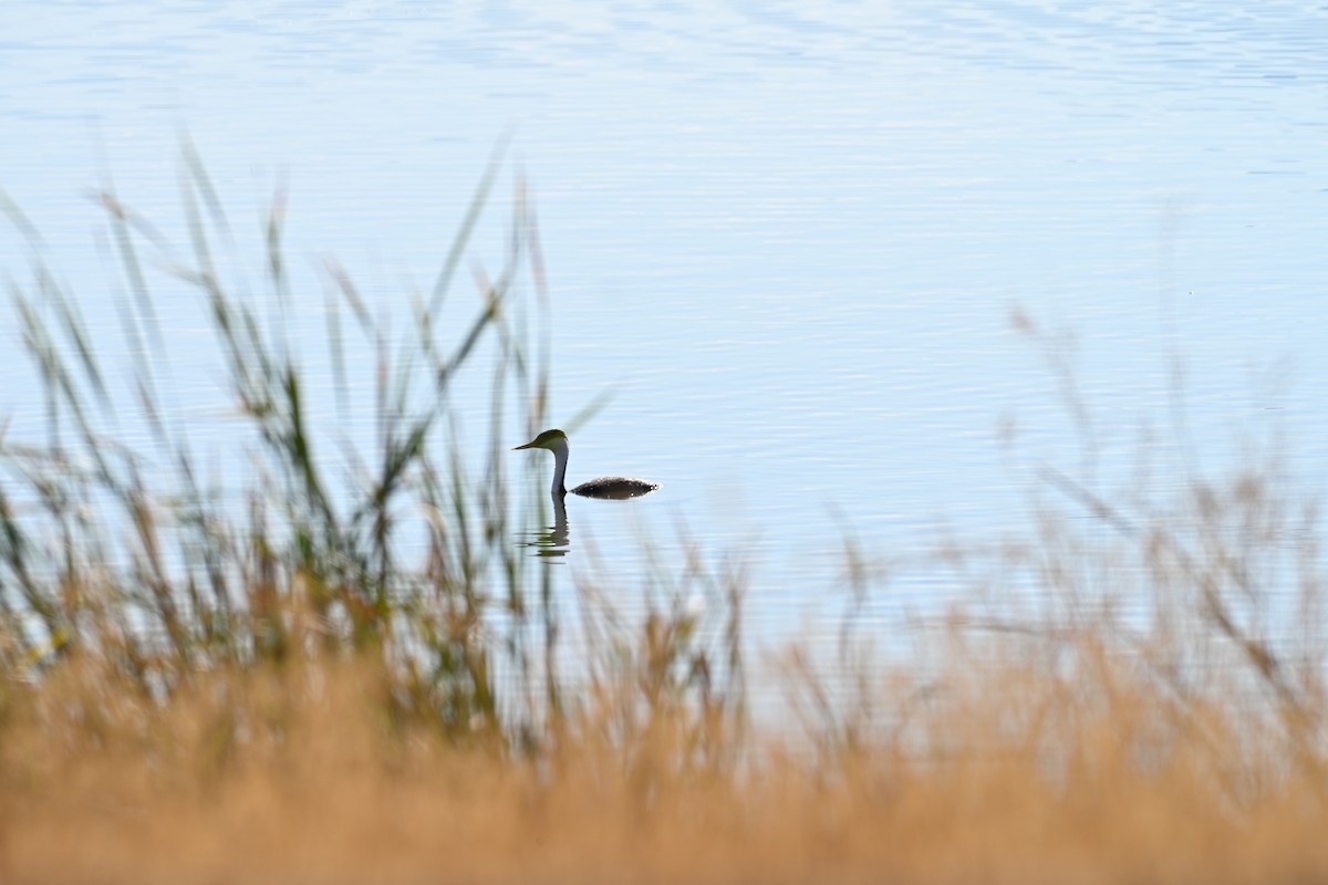 Western Grebe - ML642192816