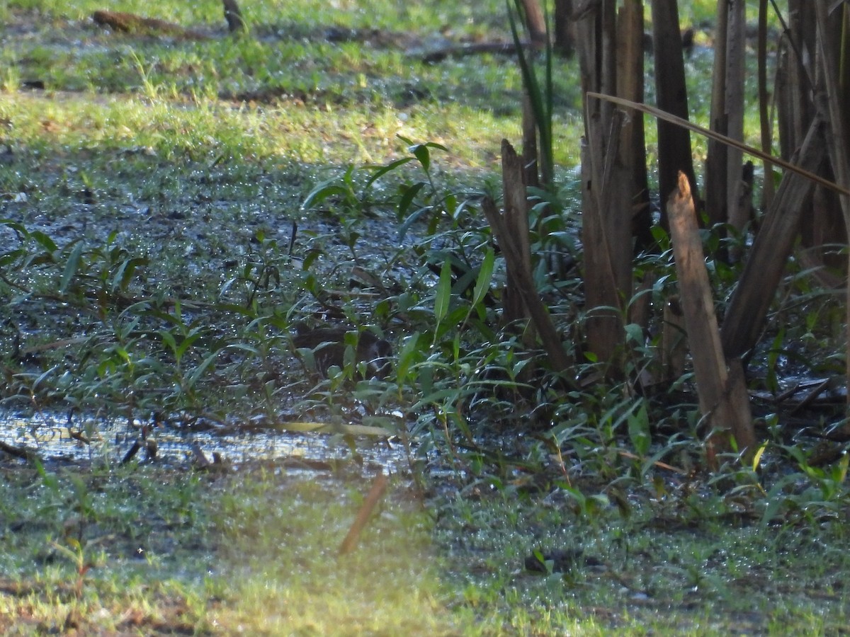 Virginia Rail - ML642192822