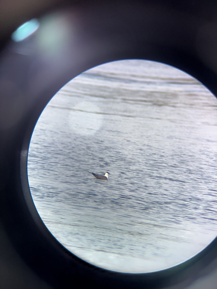 Long-tailed Jaeger - ML642192847