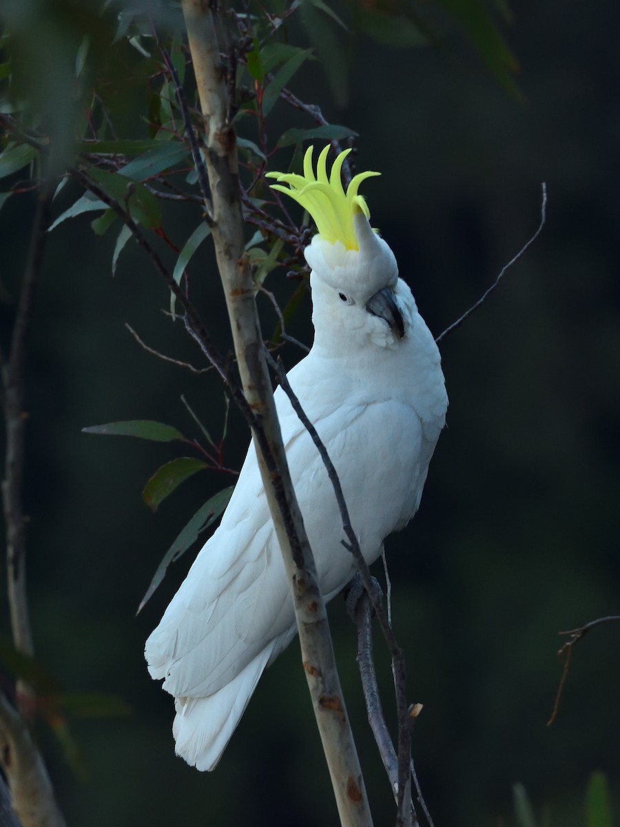 Sulphur-crested Cockatoo - ML642192849