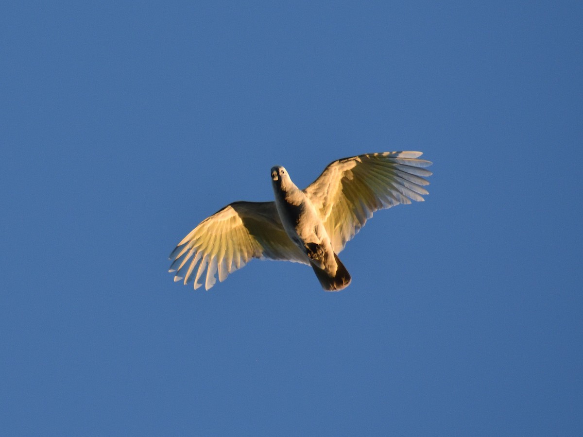 Sulphur-crested Cockatoo - ML642192850