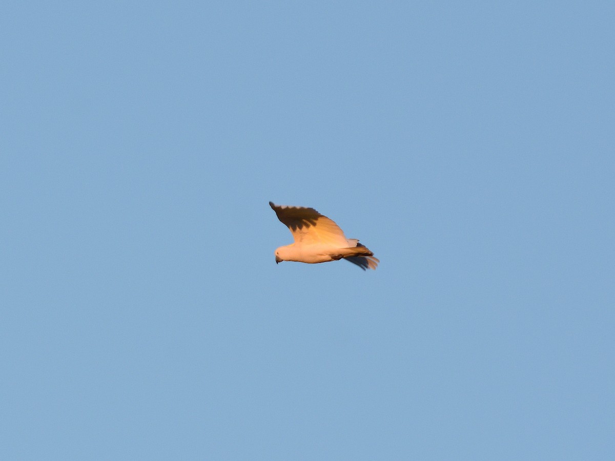 Sulphur-crested Cockatoo - ML642192852