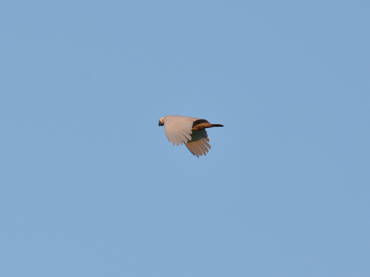 Sulphur-crested Cockatoo - ML642192853