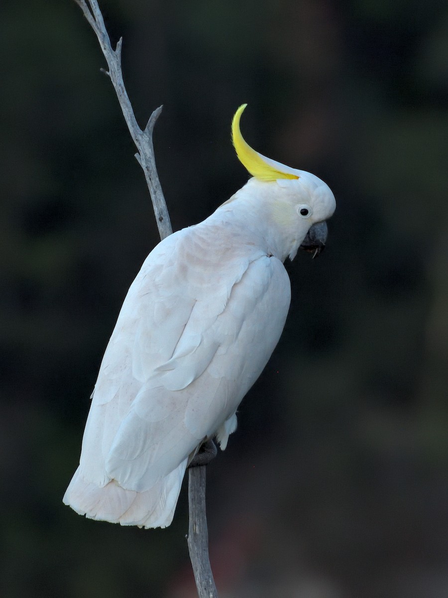 Sulphur-crested Cockatoo - ML642192854