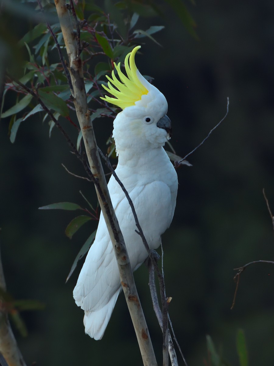 Sulphur-crested Cockatoo - ML642192856