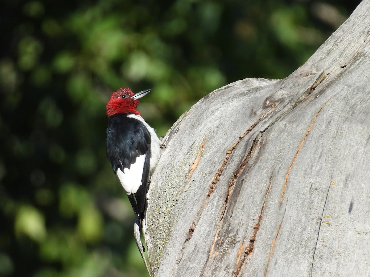 Red-headed Woodpecker - ML642192859