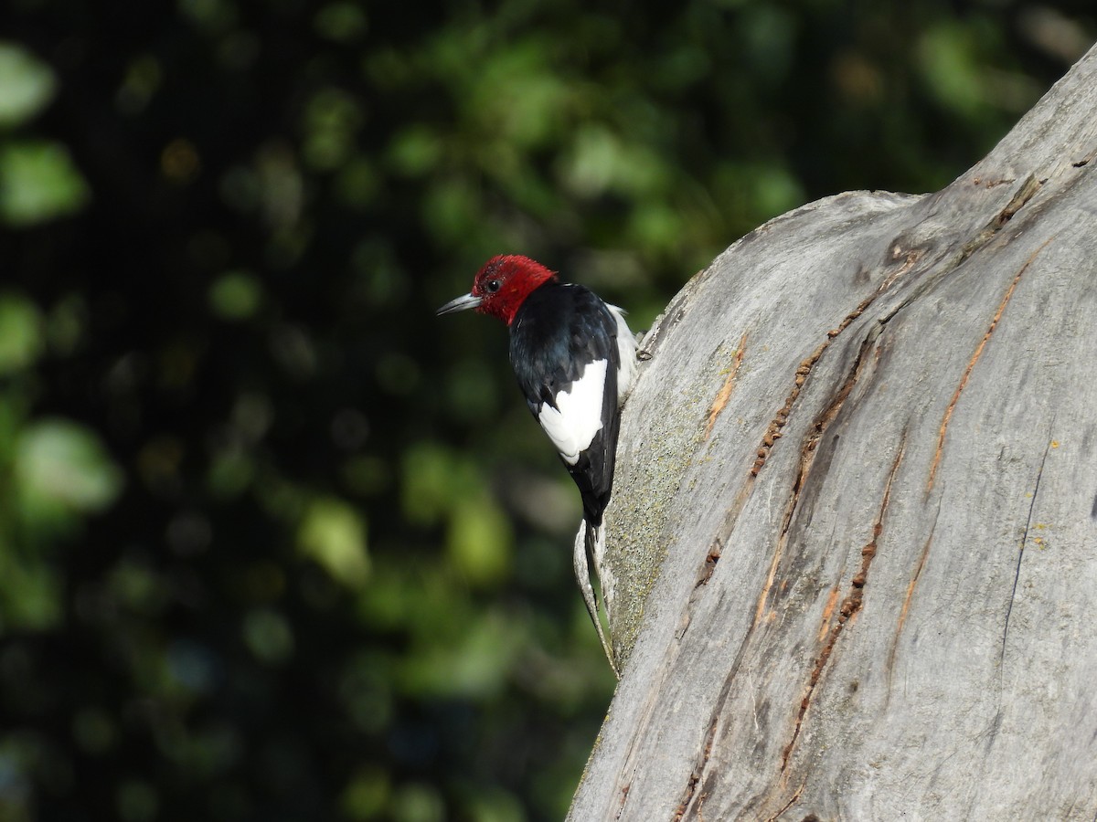 Red-headed Woodpecker - ML642192860