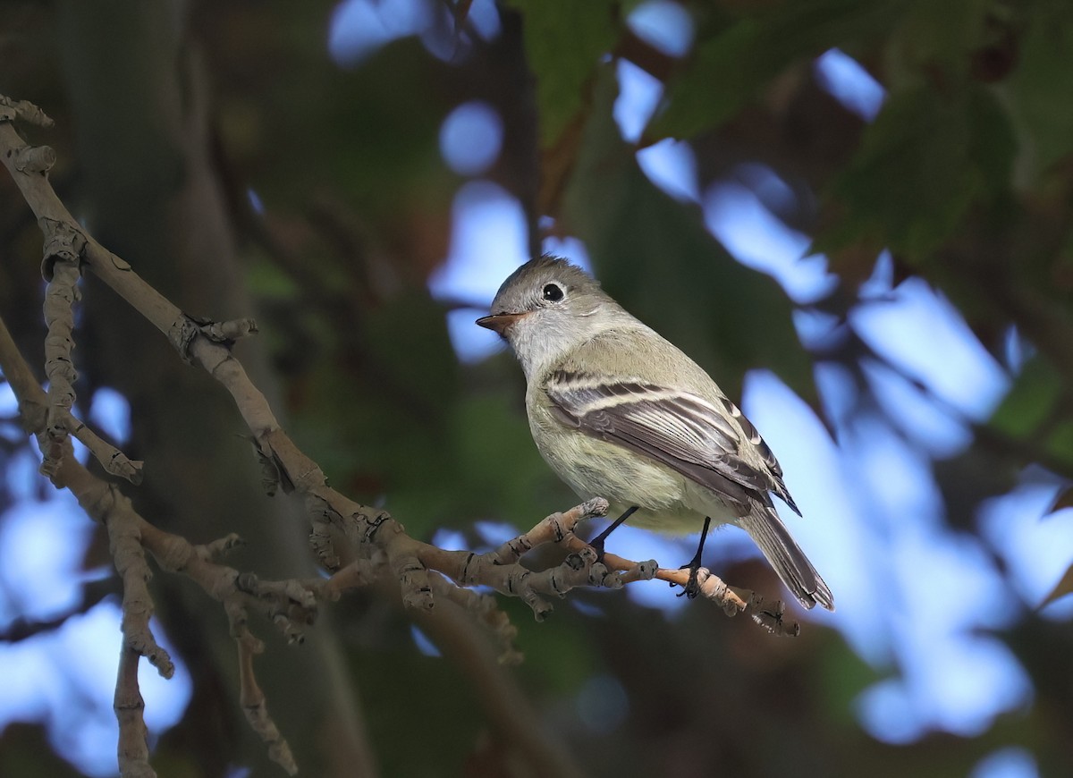 Empidonax sp. - ML642192886