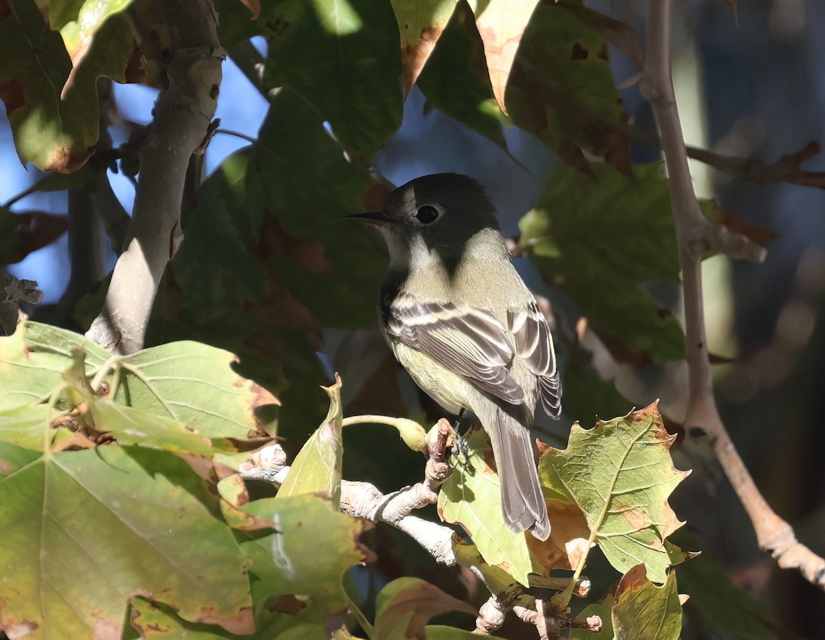 Empidonax sp. - ML642192887