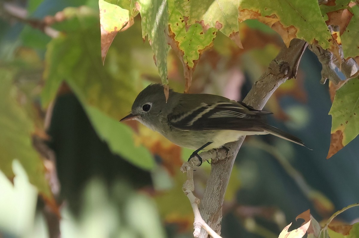 Empidonax sp. - ML642192888