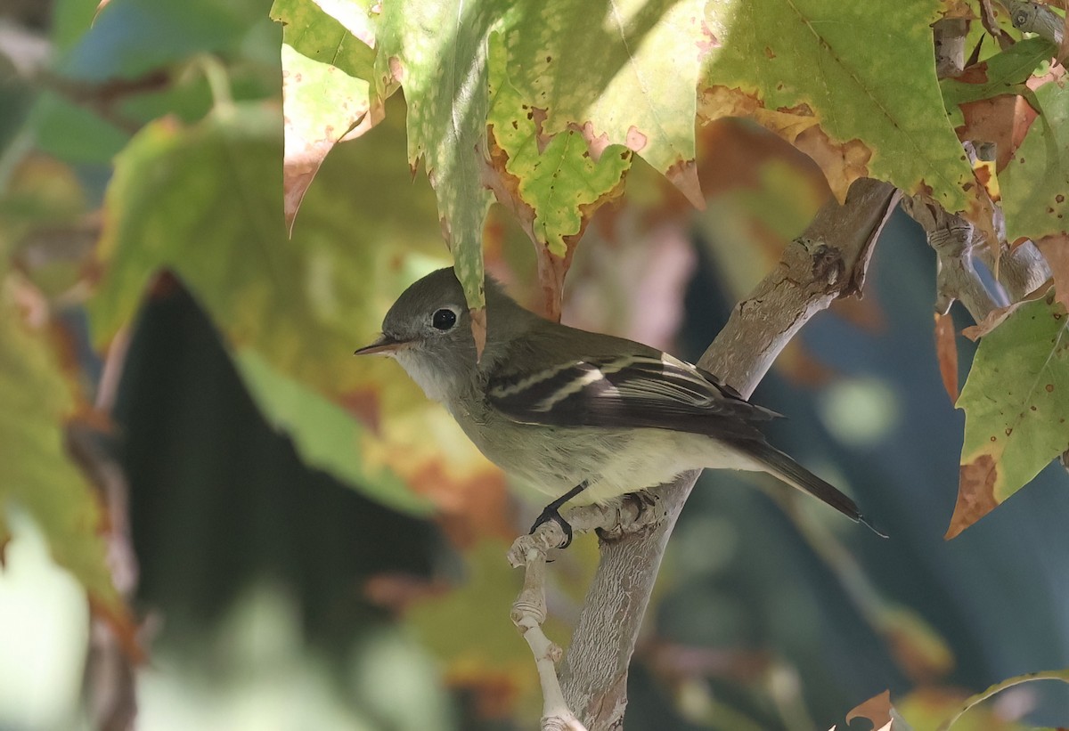 Empidonax sp. - ML642192889