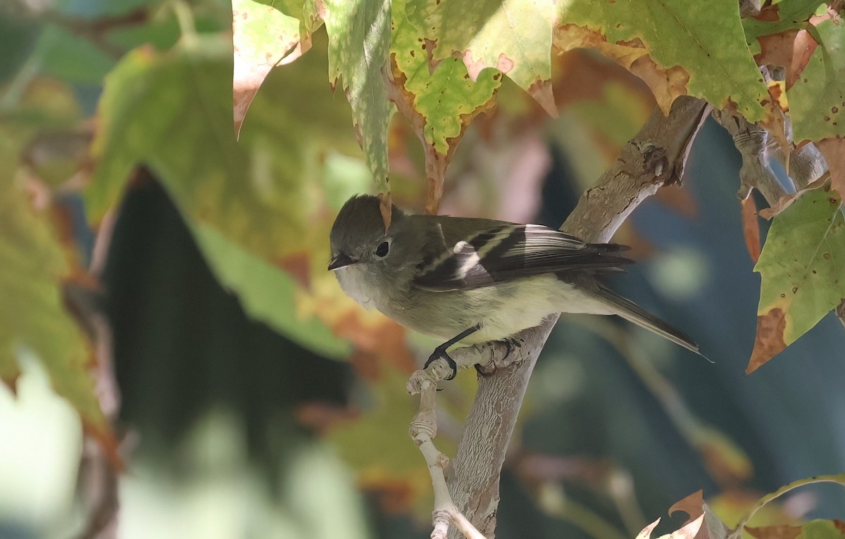 Empidonax sp. - ML642192890