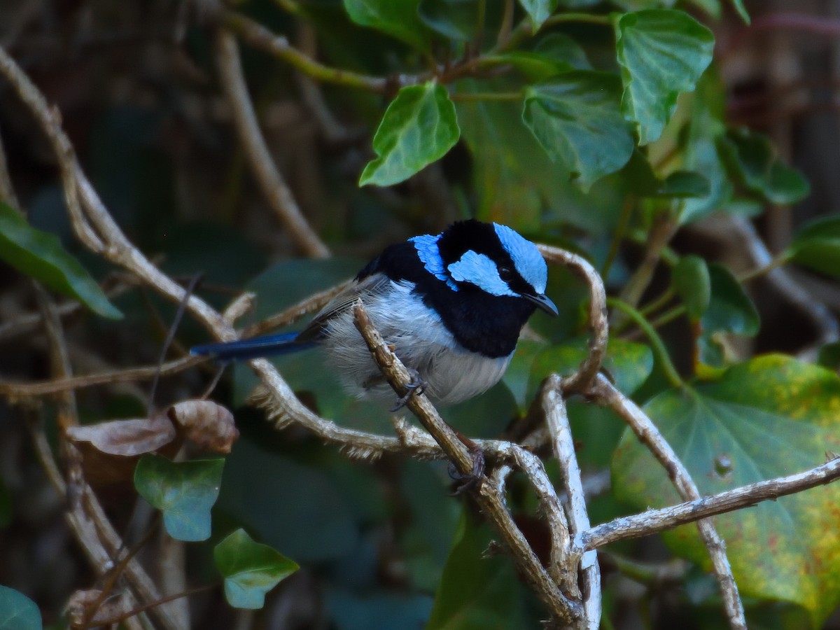 Superb Fairywren - ML642192905